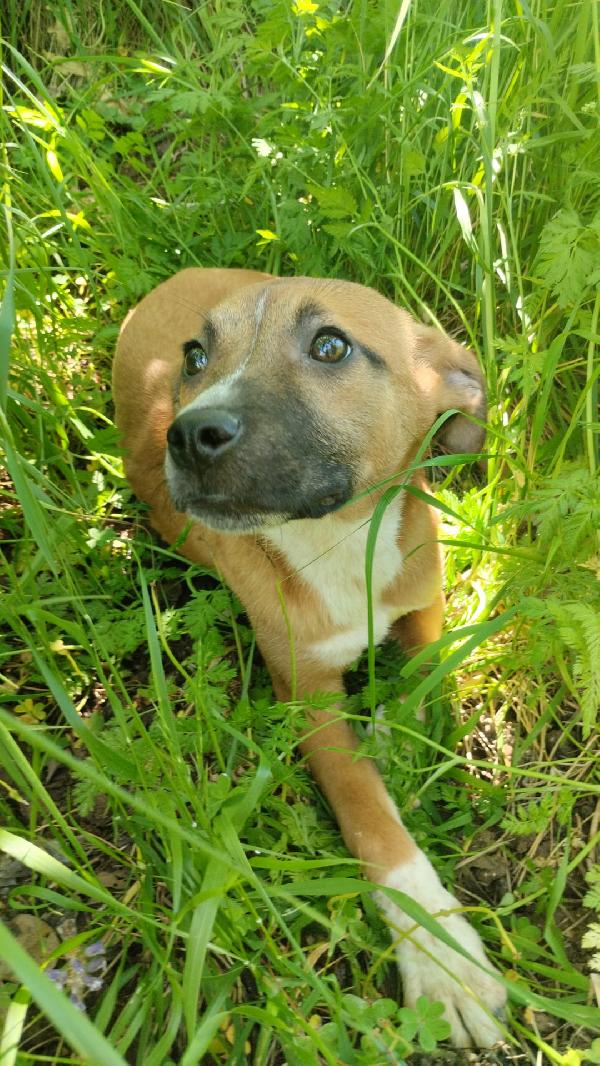 UMA SPLENDIDA DOLCE CUCCIOLA CERCA CASA  Foto 2
